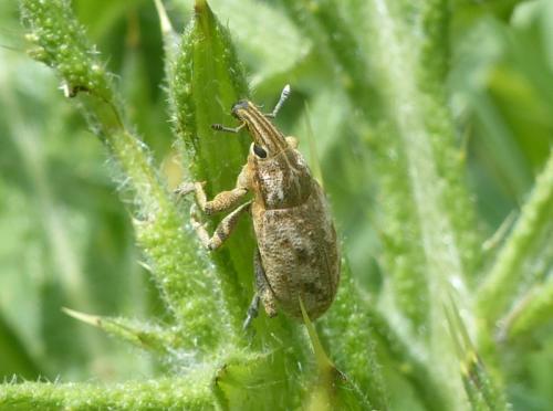 Réf. 282 080 : Cleonis pigra